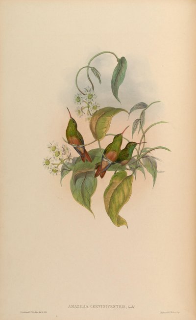 Amazilia yucatanensis cerviniventris by John Gould